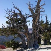 4800 year old tree - Bryce Canyon Utah